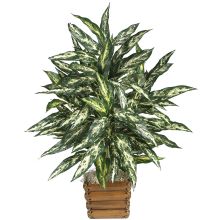 Chinese Evergreen Silk Plant