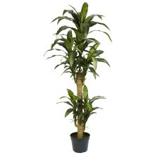 Dracaena Massageana Silk Plant 5'