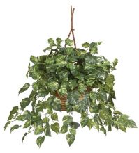 Pothos Hanging Basket Silk Plant Green