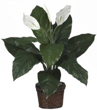 Spathyfillum Silk Plant, w/Coiled Rope Wicker
