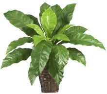 6530 - Birdsnest Fern with Wicker Basket Green