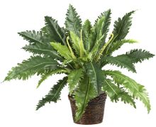 Marginatum Silk Plant, w/Wicker Basket