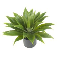 6565 - Agave Silk Plant