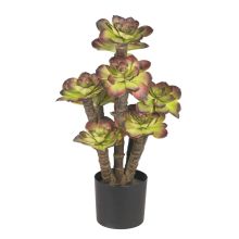 Echeveria Silk Plant