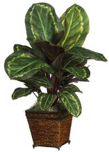 Maranta Silk Plant, w/Basket