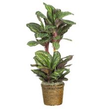 6591-0308 Maranta Silk Plant