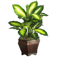 Golden Dieffenbachia Silk Plant, w/Wood Vase
