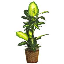 Golden Dieffenbachia Silk Plant, w/Basket, 42"