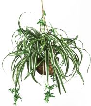 Spider Hanging Basket Plant