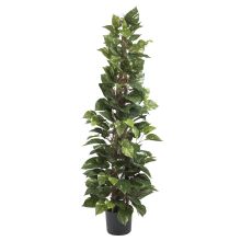 Pothos Climbing Silk Plant, 63"