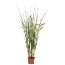 Silk Grass Plant 2.5'