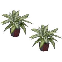 Silver Queen Silk Aglaonema Plant (Set of 2)  Silk Floral Arrangement