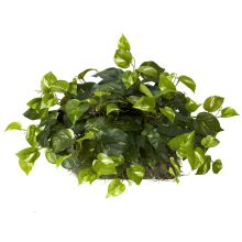6708 - Pothos Set on Foam Sheet Silk Plant