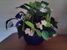 Bowl of Violets