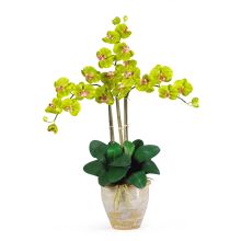 Silk Orchid Arrangement, Triple Stem Phalaenopsis (Color: Green)